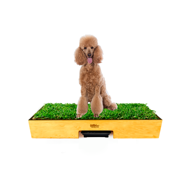 Sanitario de pasto natural talla M petit garden -para perros medianos