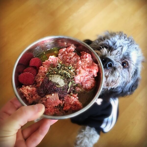 perro pidiendo Comida Barf de res - Albóndigas de res marca albondibarf